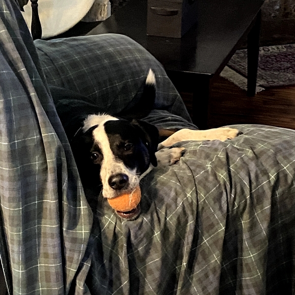 PetShoppe Dog Tennis Balls - Safe for dog's teeth & NON-TOXIC 2 Pk 5☆ BNWT SO - Picture 10 of 16